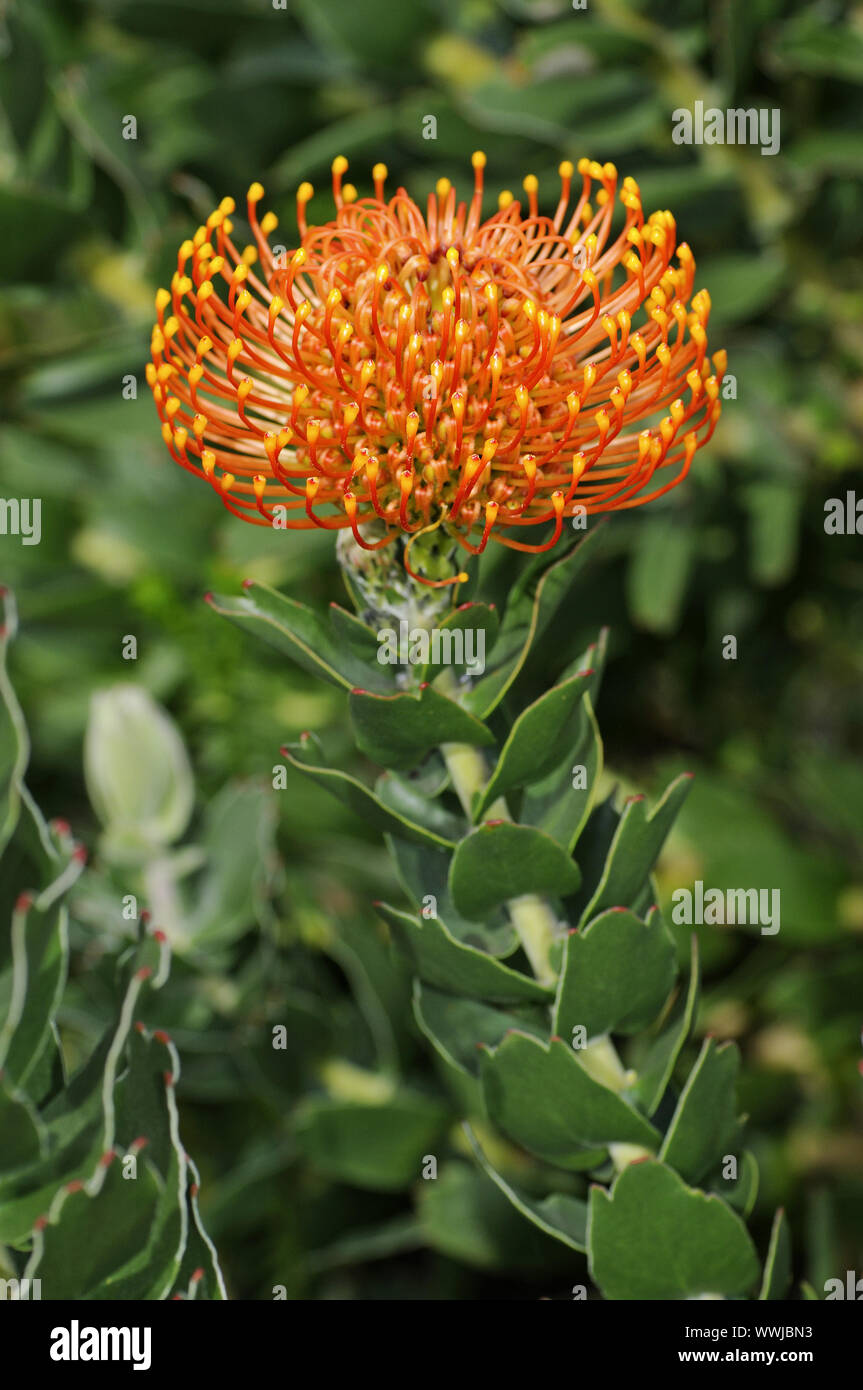 Leucospermum cordifolium Stock Photo