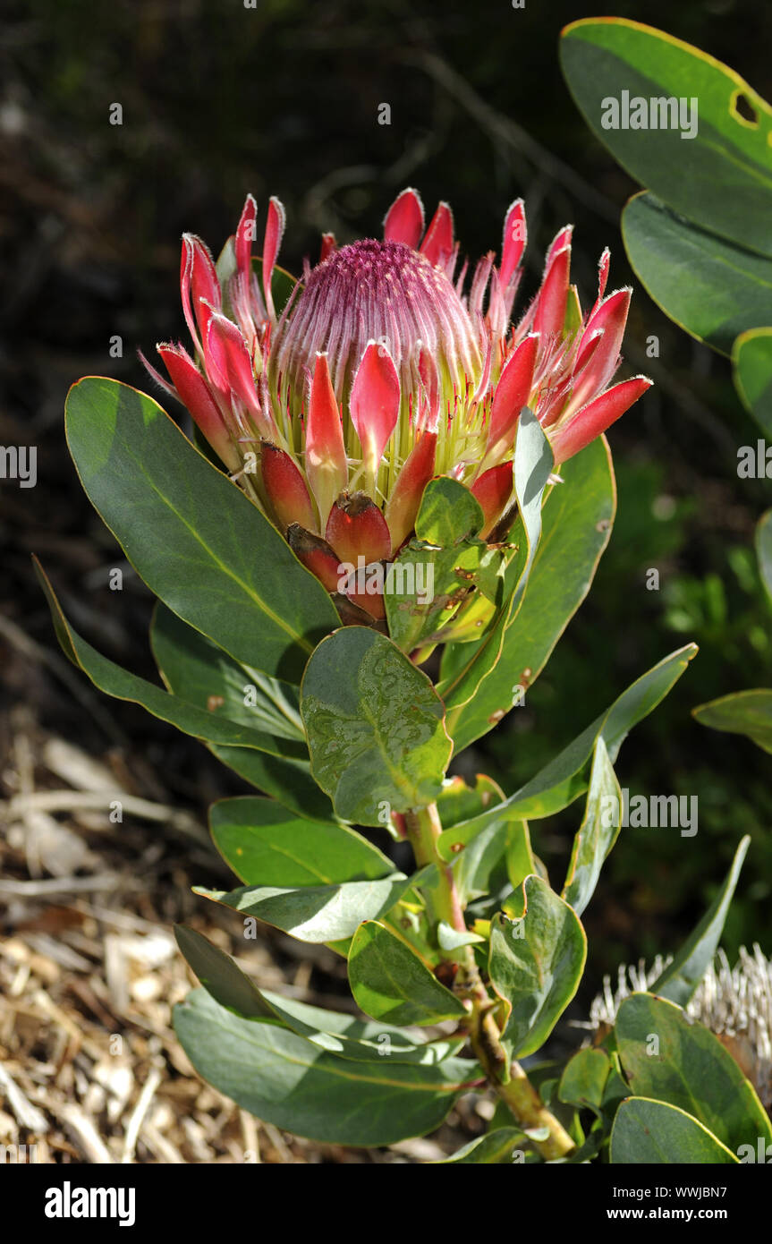 Protea Sylvia Stock Photo