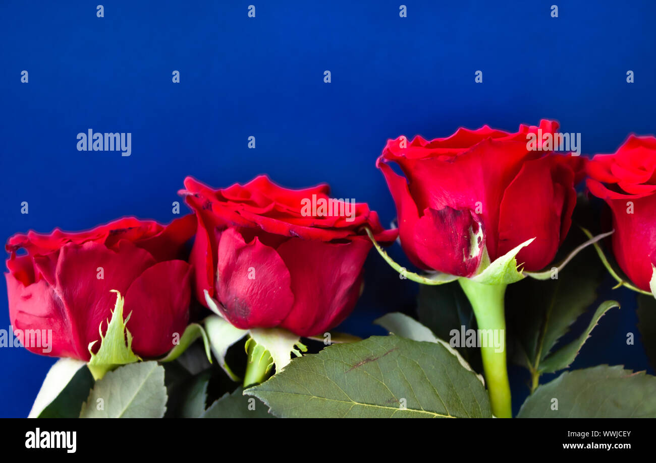 Red roses background Stock Photo - Alamy