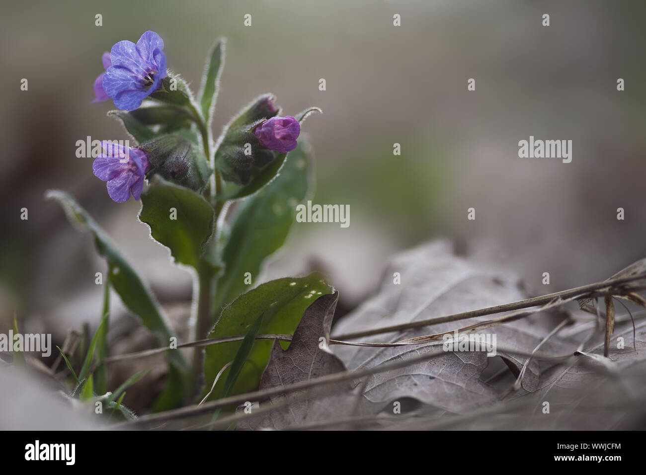 lungwort (Pulmonaria officinalis Stock Photo - Alamy