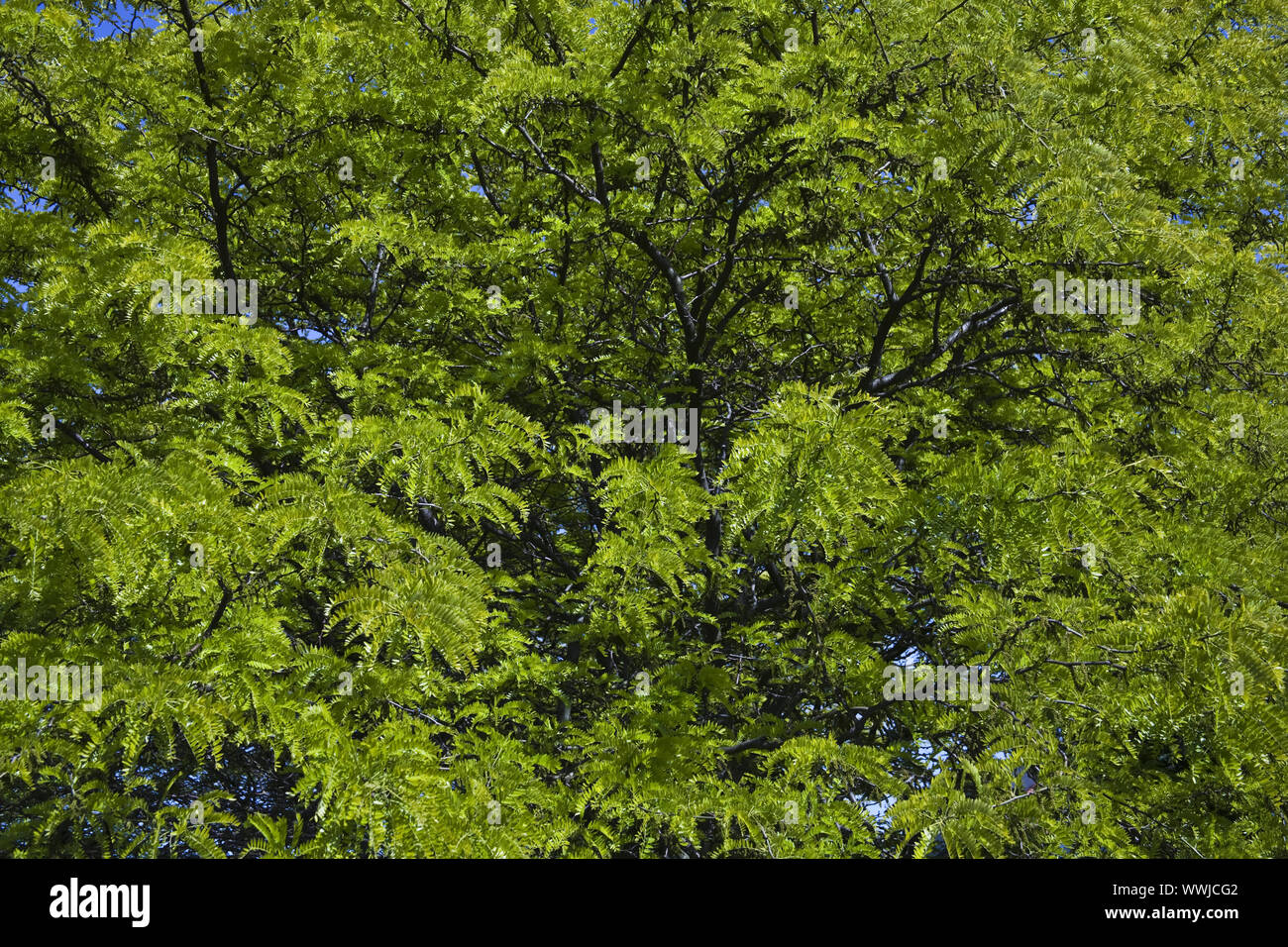Weeping golden ash (Fraxinus excelsior) Stock Photo