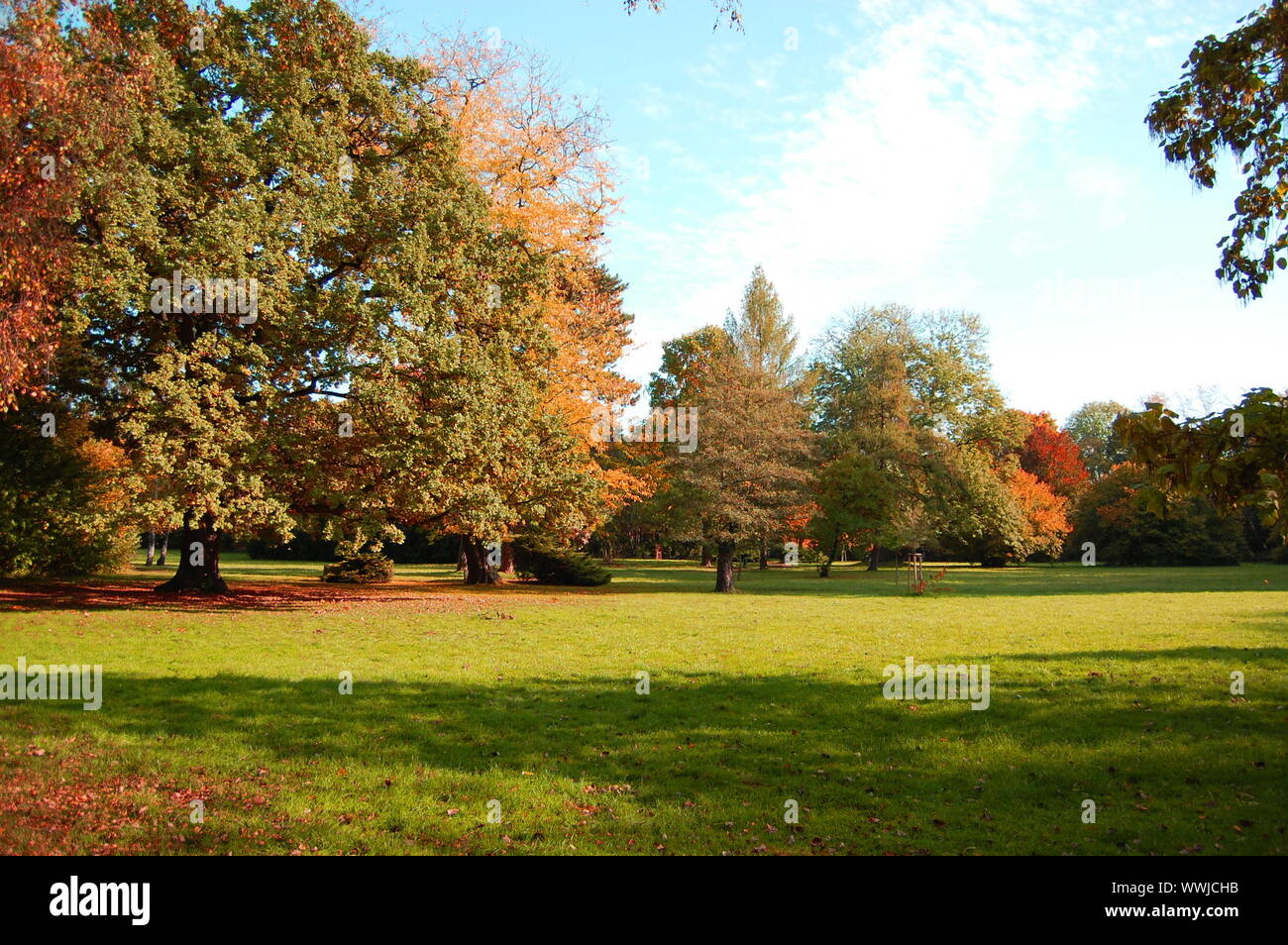 autumn in the forest with green trees under blue sky and golden leaves Stock Photo - Alamy