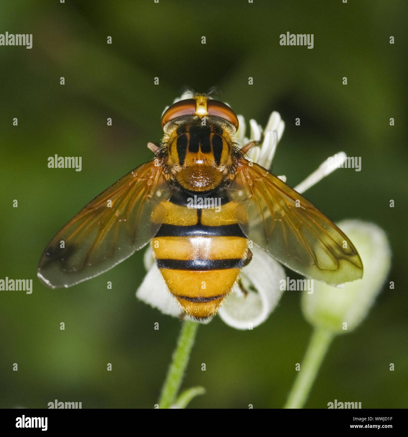 Hoverfly (Volucella inanis) Stock Photo