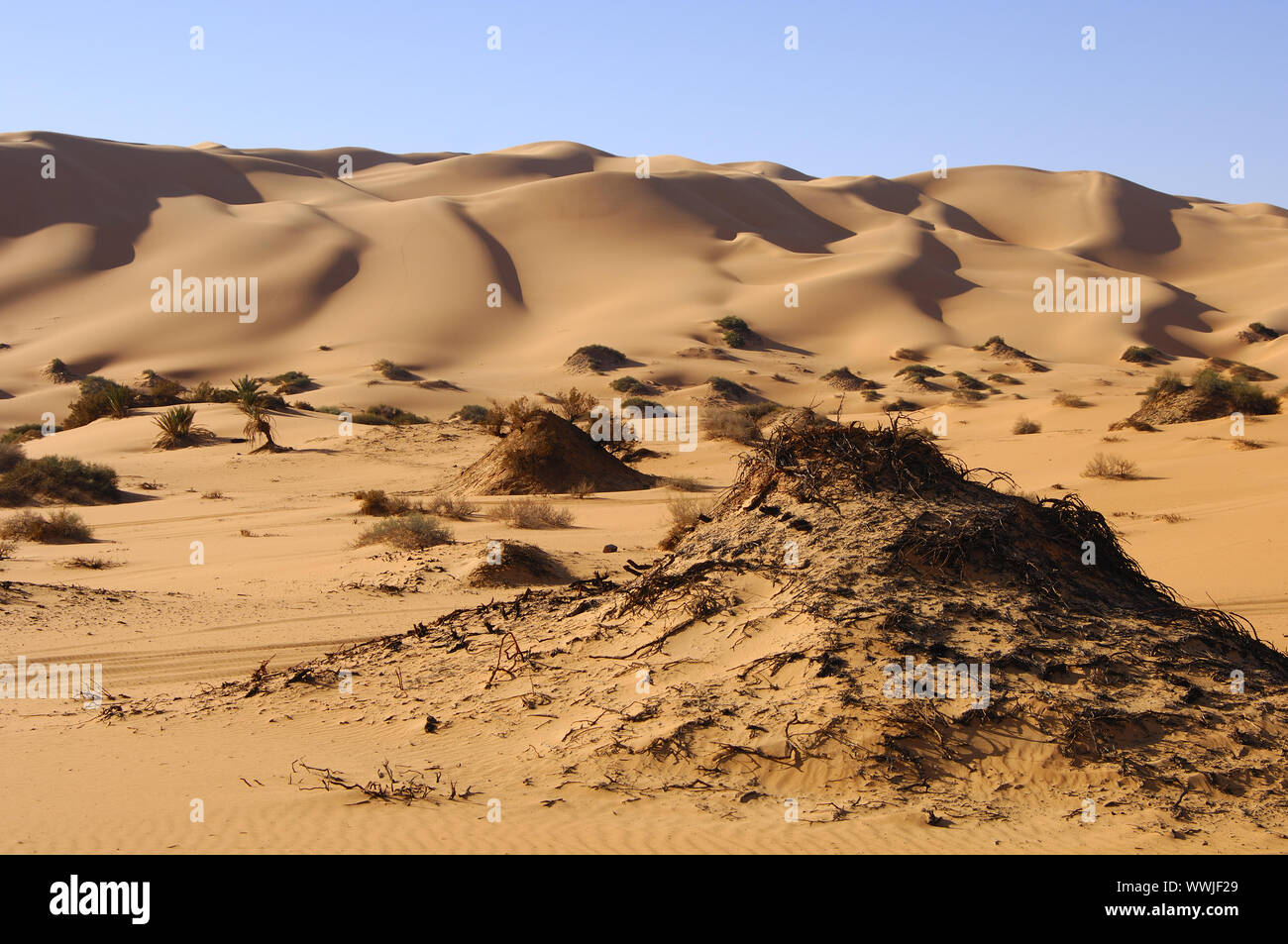 Sparse desert vegetation, Sahara, Libya Stock Photo