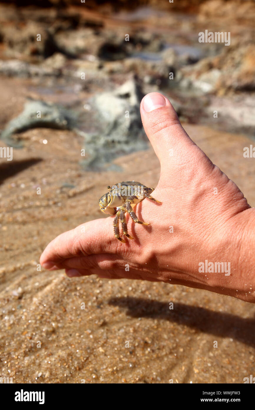 crab on sand near the ocean Stock Photo