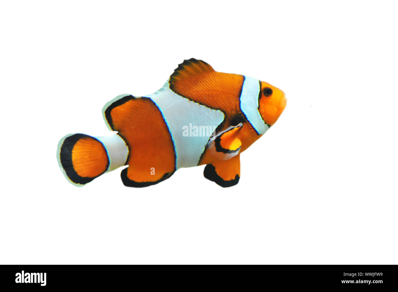 Clown fish isolated in white background (Amphiprion percula) Stock Photo
