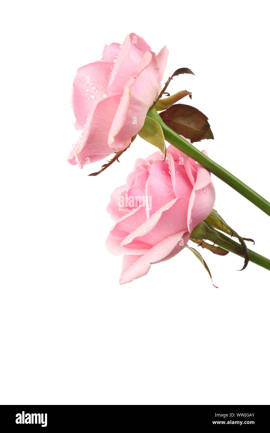 pink rose isolated on white background Stock Photo - Alamy