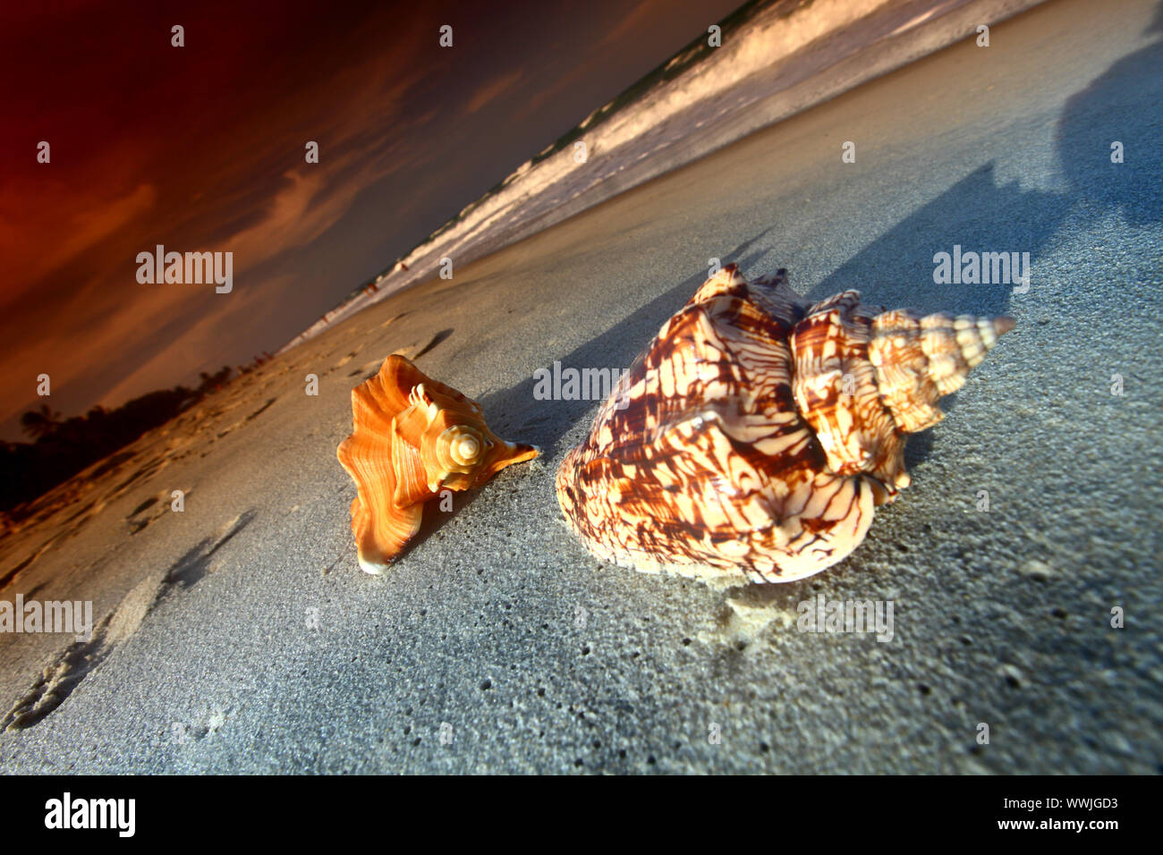 shell on sand under sunset sky Stock Photo - Alamy