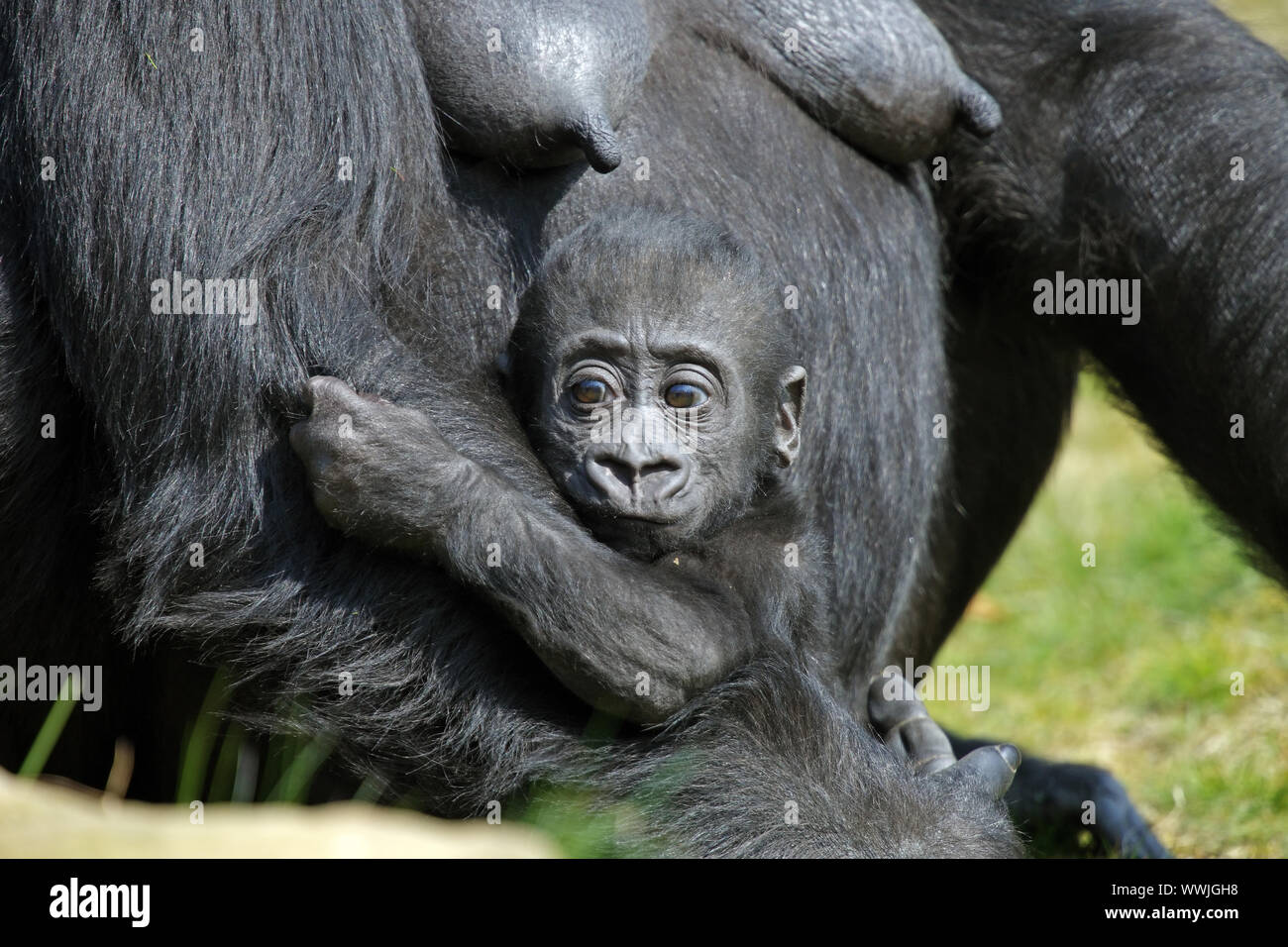 lowland gorilla Stock Photo