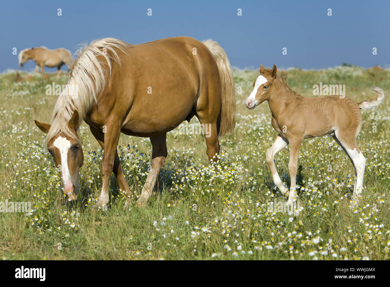 Horse-Mongrel Stock Photo