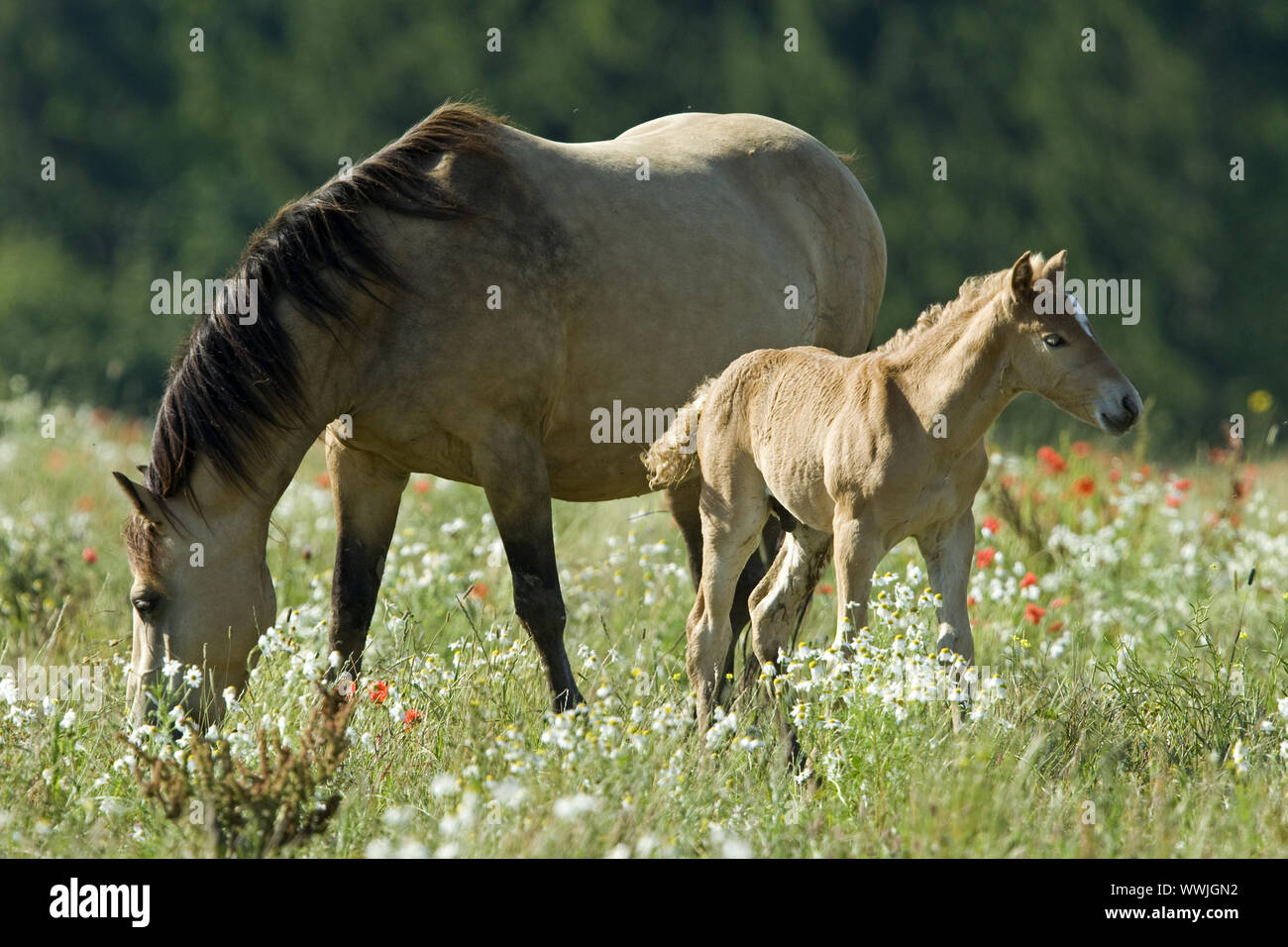 Horse-Mongrel Stock Photo