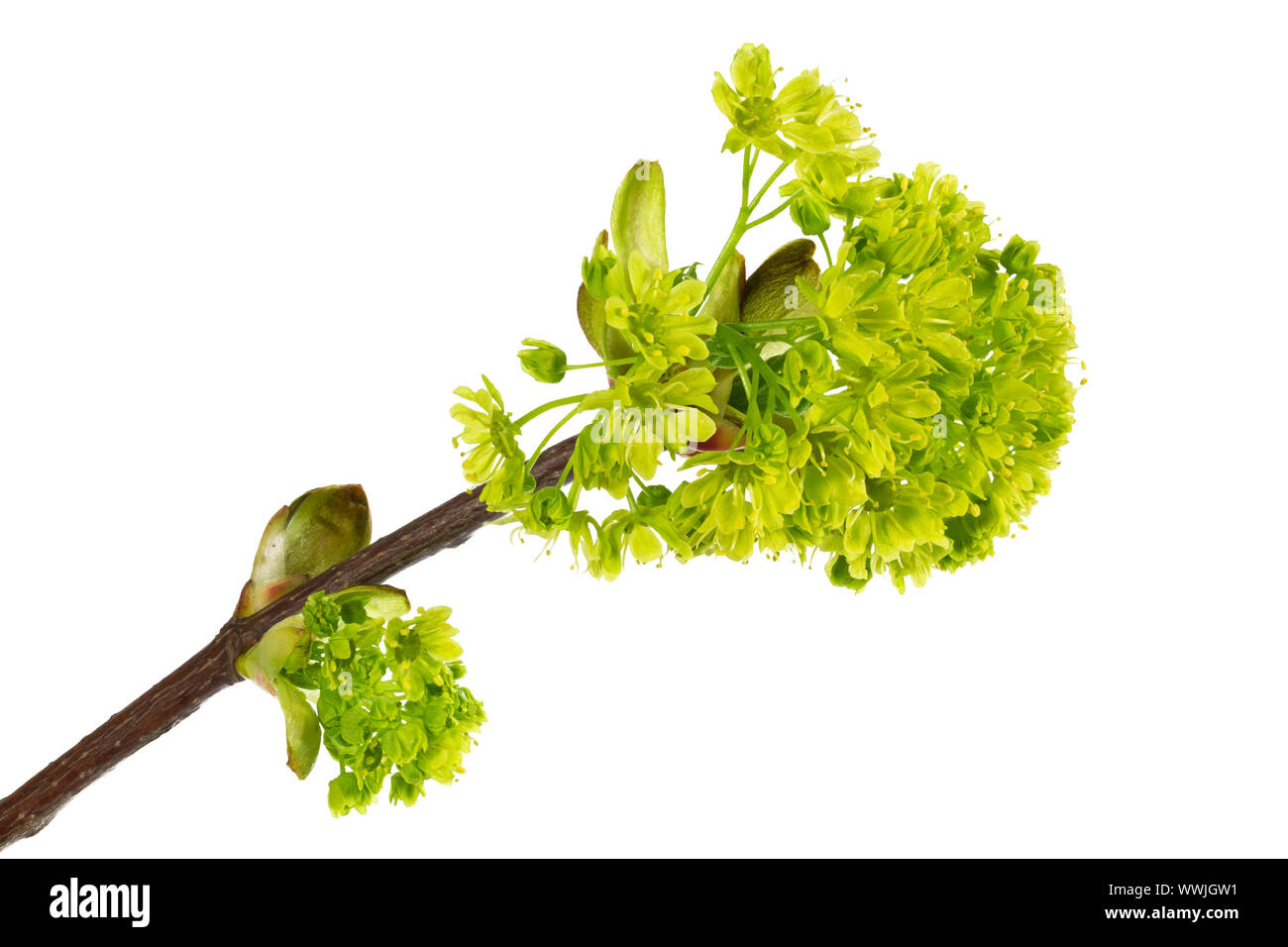 Flower of Spitz maple (Acer Platanonides) Stock Photo