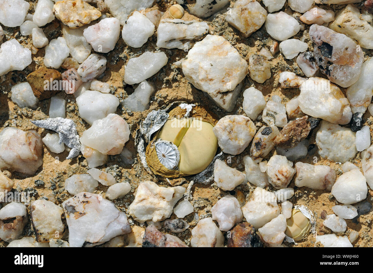 Argyroderma sp. with seed capsule, Knersvlakte Stock Photo