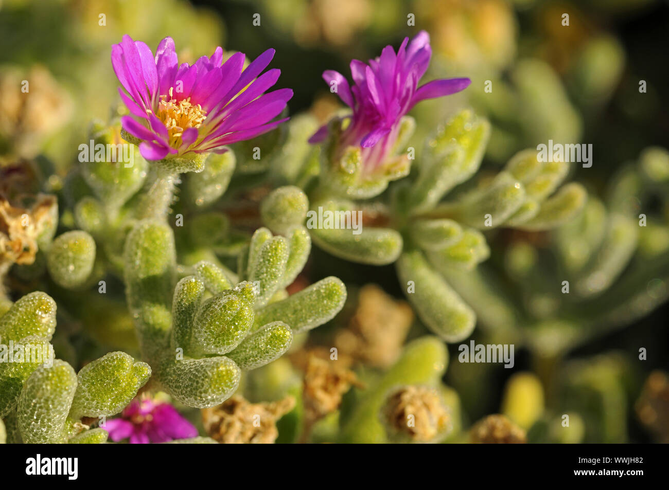 Drosanthemum hispidum, Namaqualand, South Africa Stock Photo
