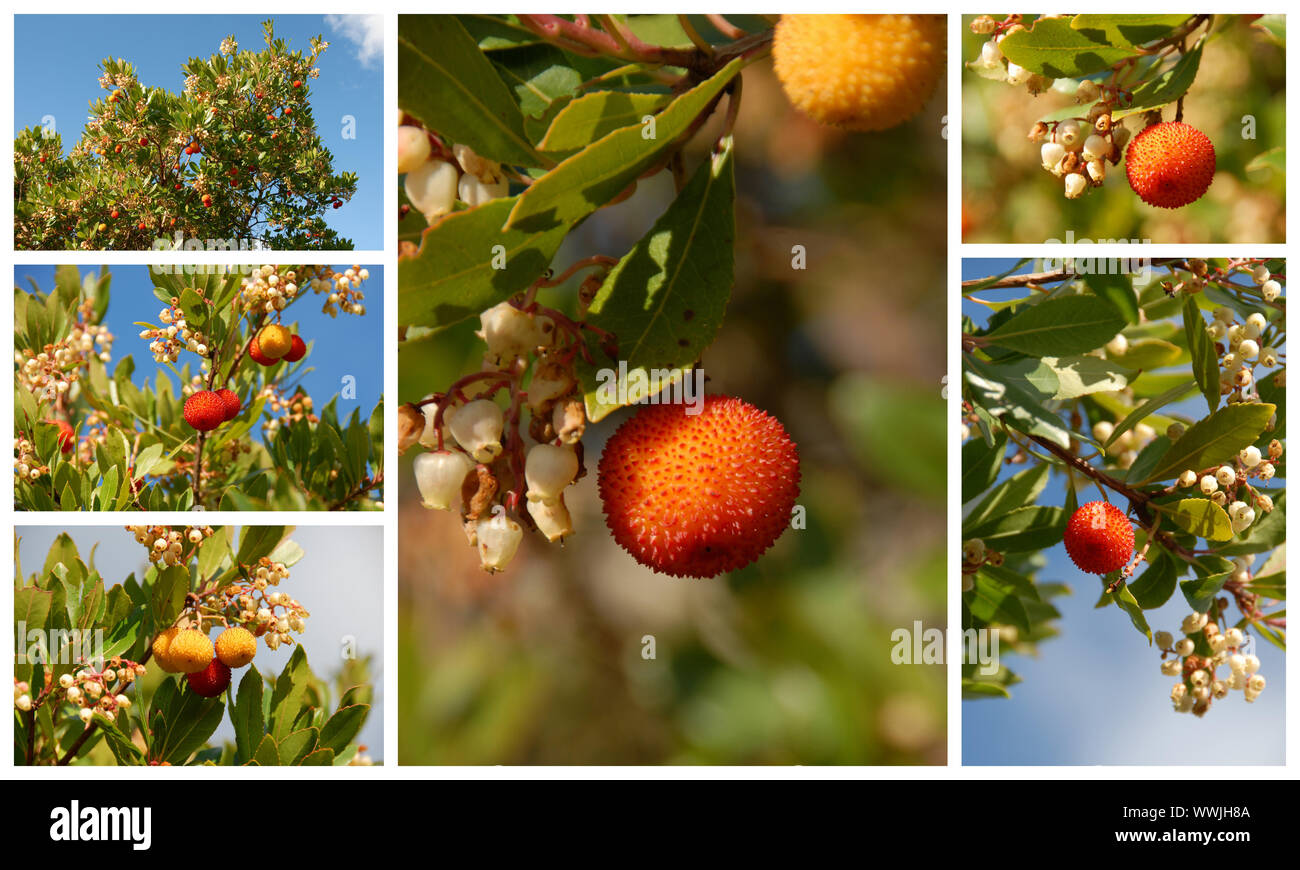 arbousier, tree in the south of France (Arbustus unedo) Stock Photo