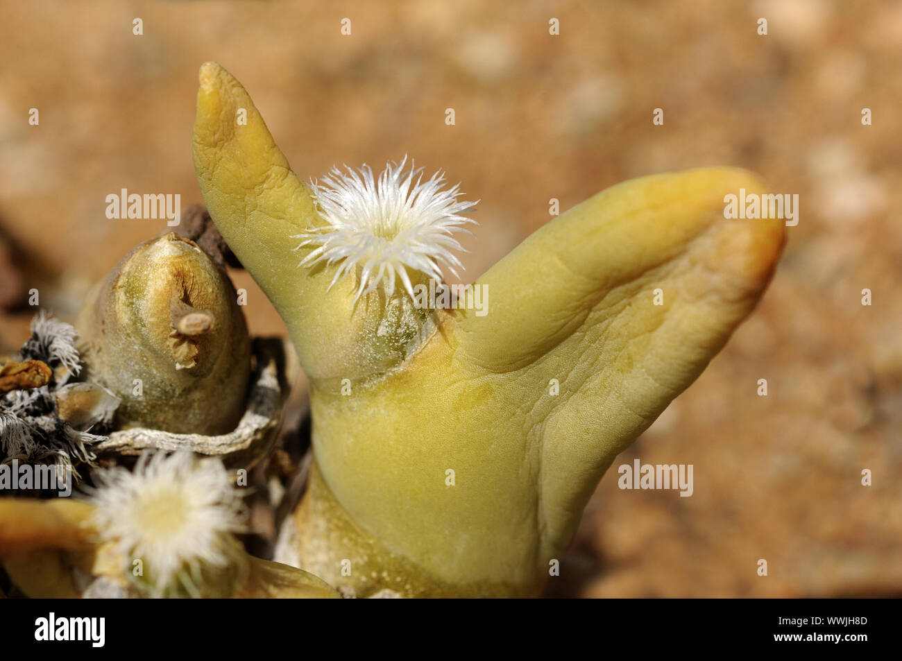 Dactolypsis digitatus, Namaqualand, South Africa Stock Photo