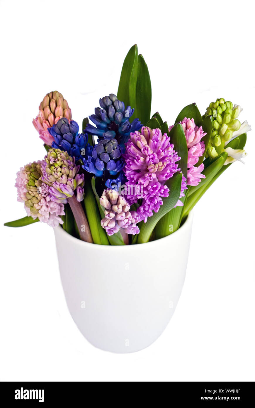 Hyacinths in vase upright Stock Photo