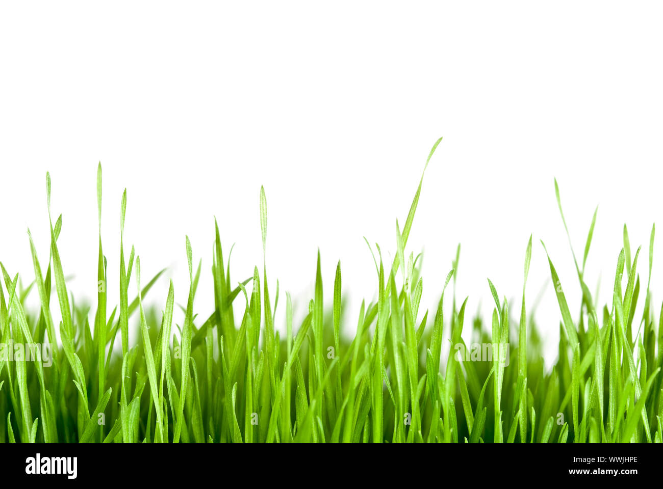 green grass text space above Stock Photo
