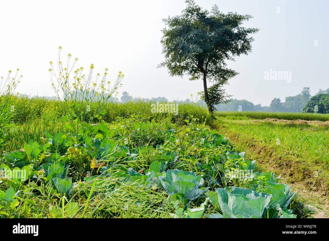 Green agricultural field ripening at spring season. A scenic natural landscape scenery with agricultural field in Bardhaman West Bengal, North East In Stock Photo