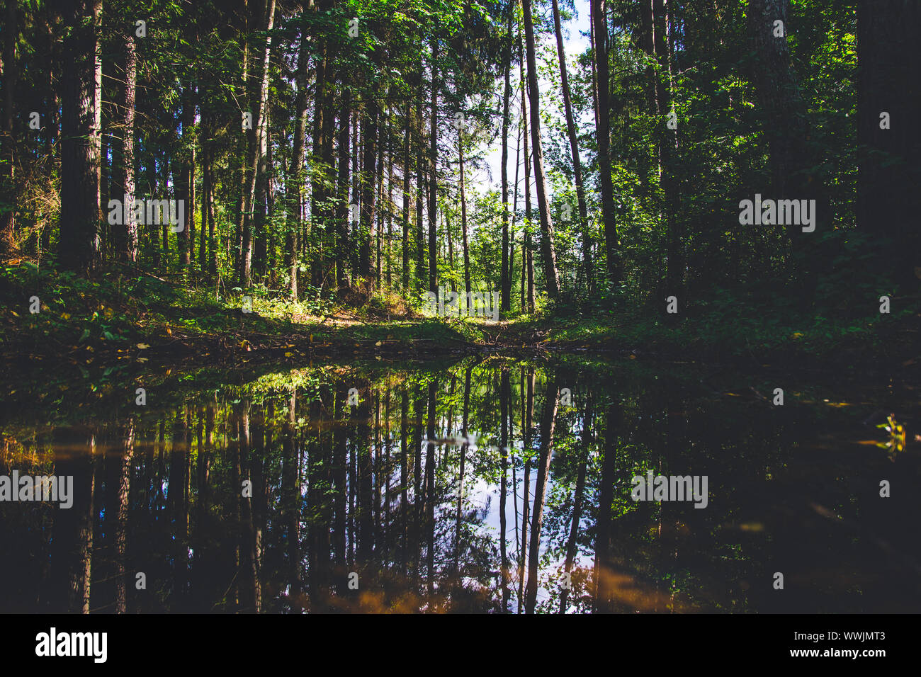 Reflection coniferous forest water hi-res stock photography and images ...