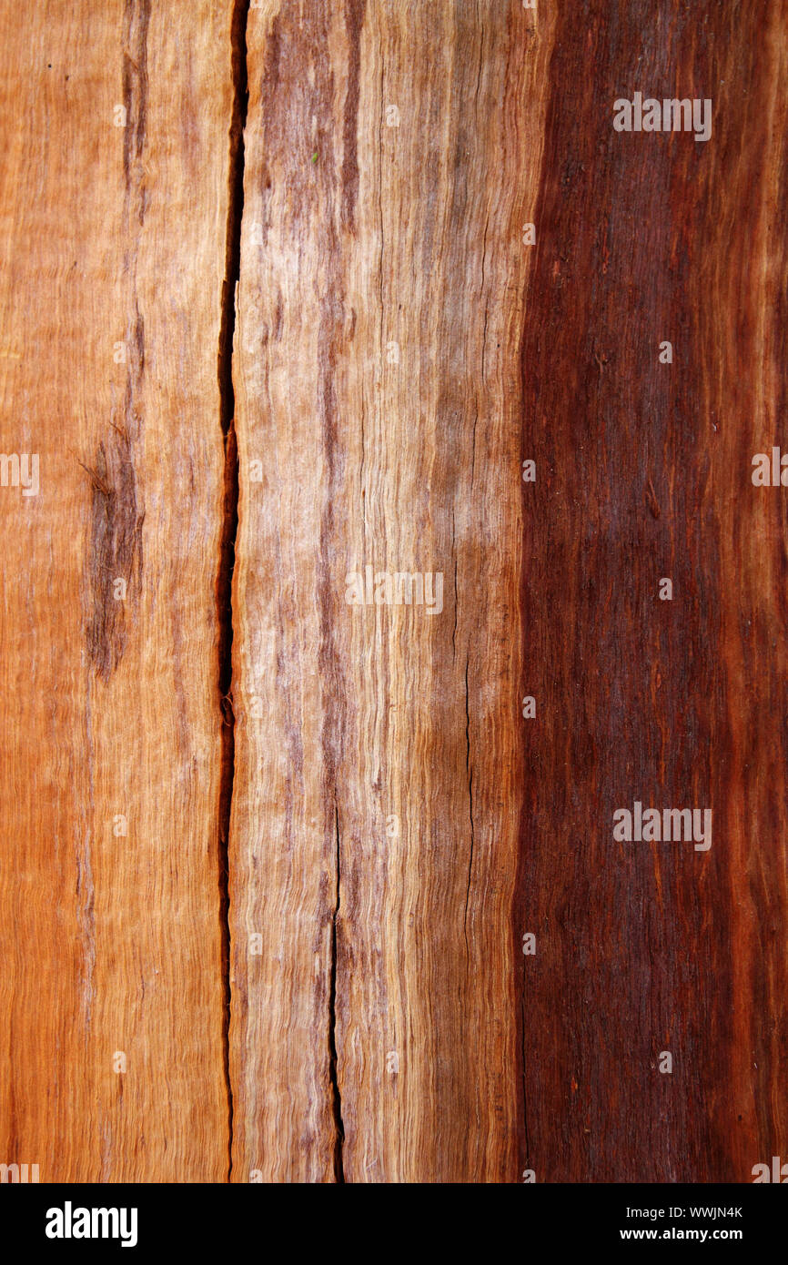 Cracked Eucalyptus Trunk Wood Texture Brown Background Stock Photo