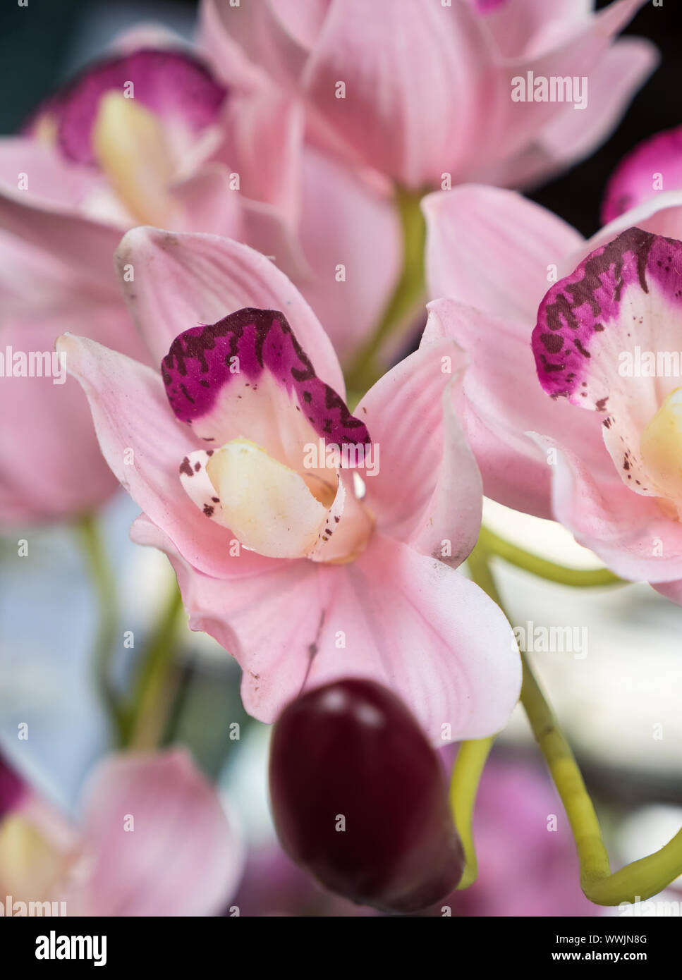 wild orchid in close up Stock Photo