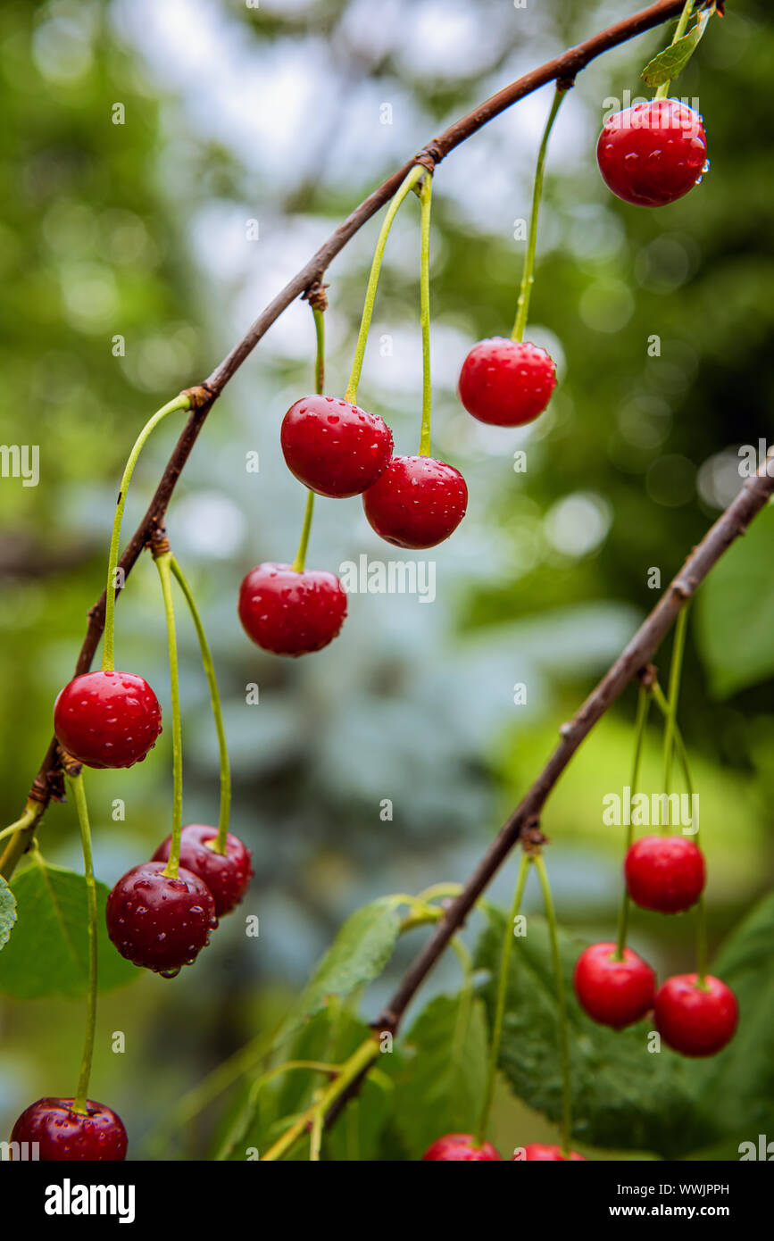 Fresh ripe cherry on branches hi-res stock photography and images - Alamy