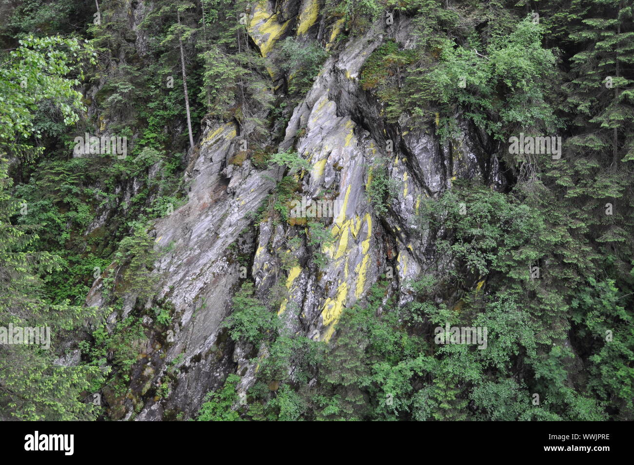 yellow lichen Stock Photo