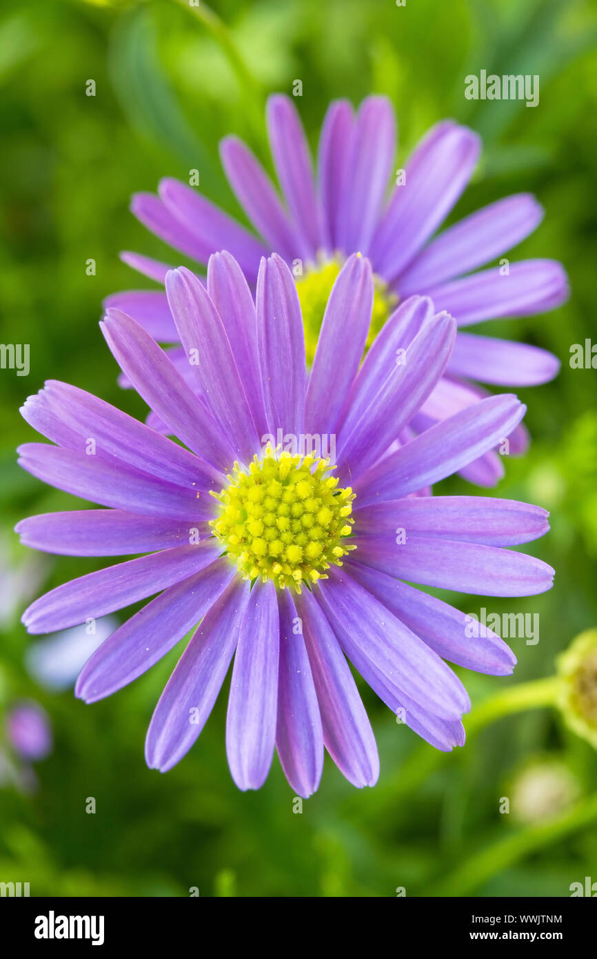 Blue daisy (Brachyscome iberidifolia) Stock Photo