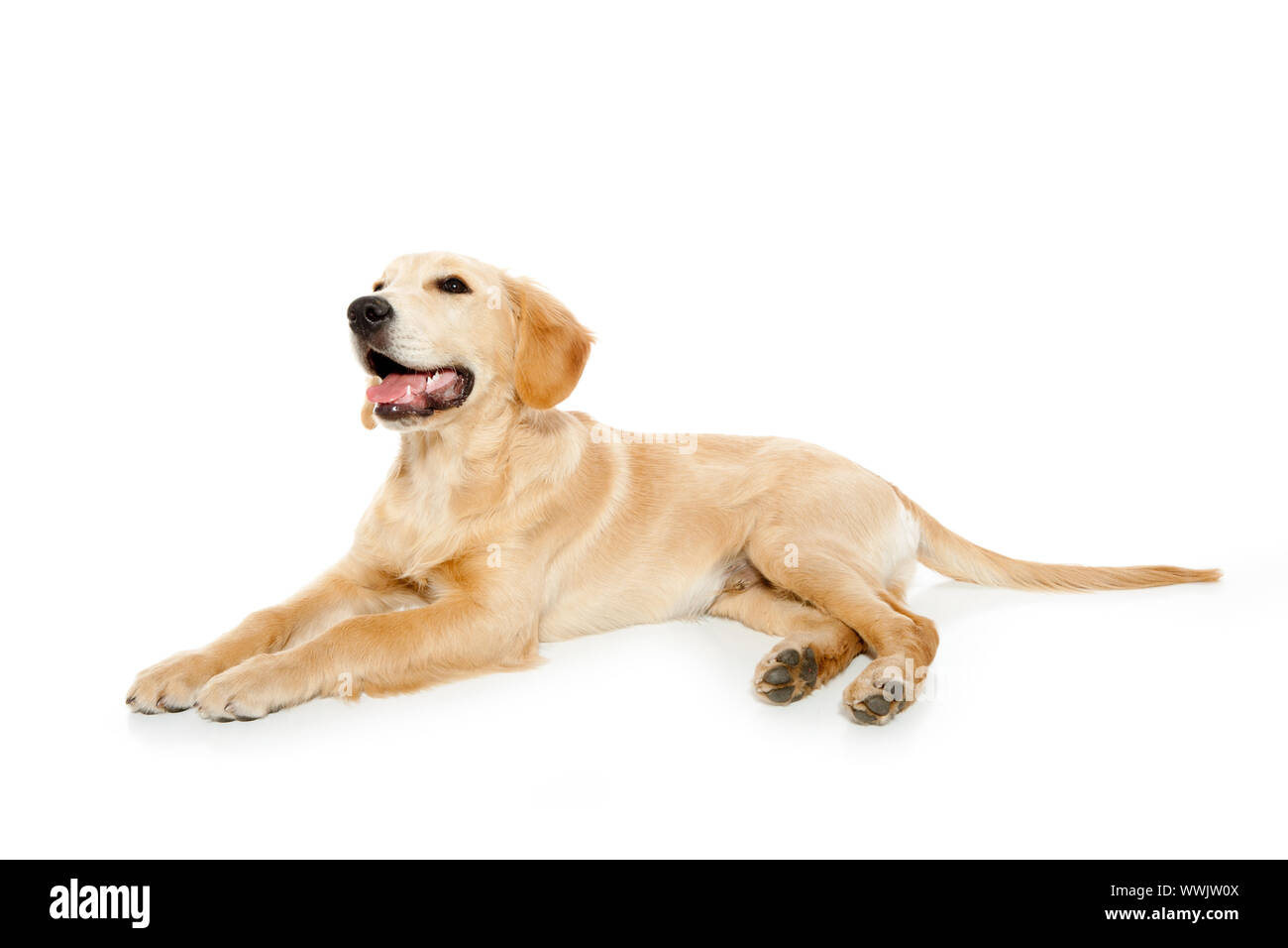 Golden retriever dog puppy isolated on white background Stock Photo - Alamy
