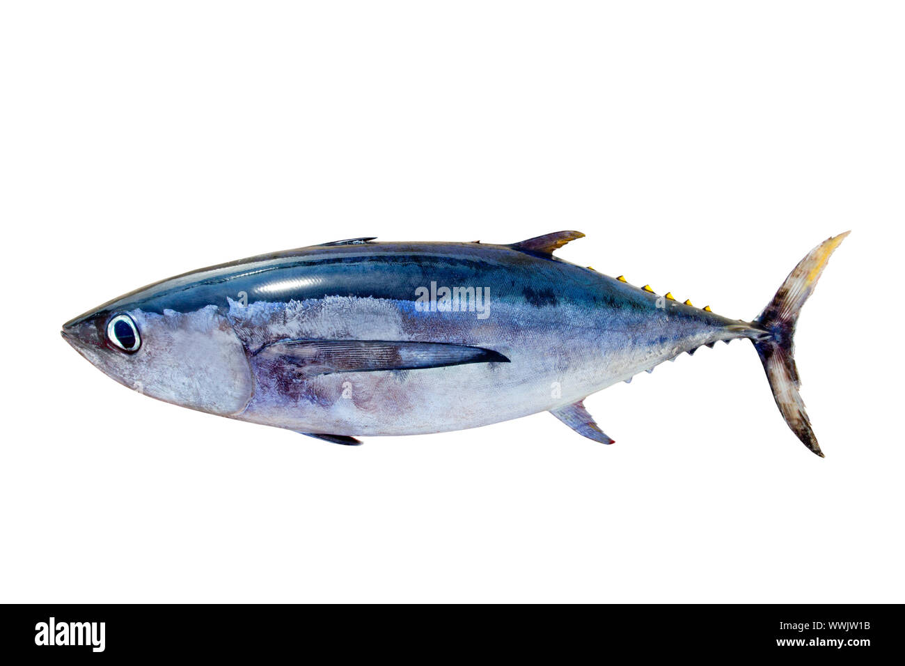 Albacore tuna Thunnus alalunga fish isolated on white Stock Photo