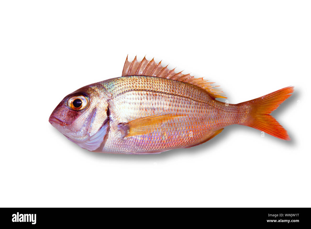 Common sea bream pagrus fish isolated on white Stock Photo