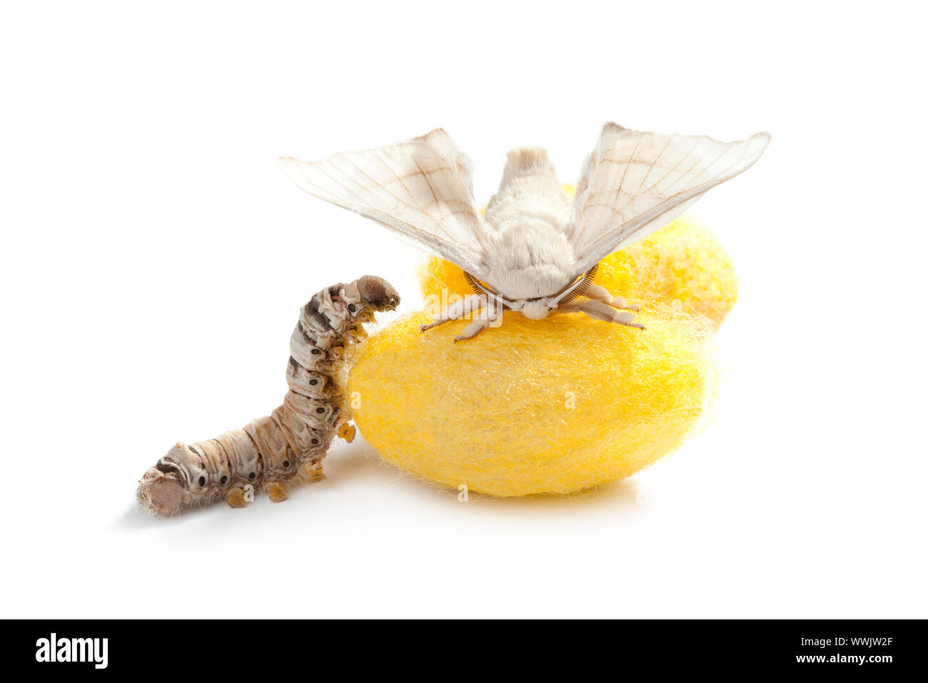 butterfly of silkworm with cocoon silk worm showing the three life stages Stock Photo
