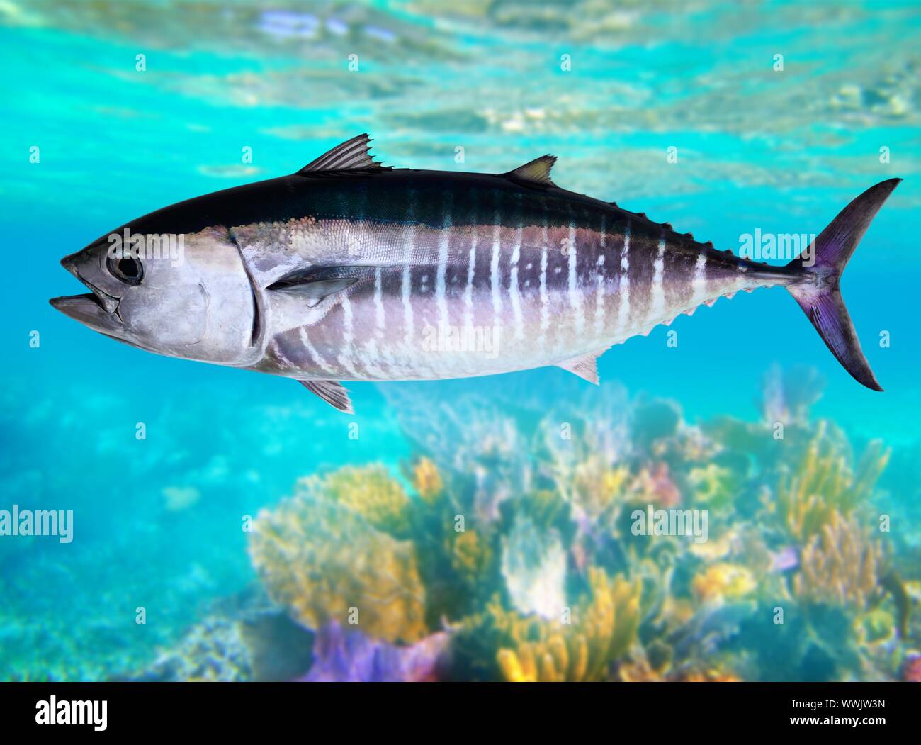 Bluefin tuna fish Thunnus thynnus underwater swimming in sea Stock