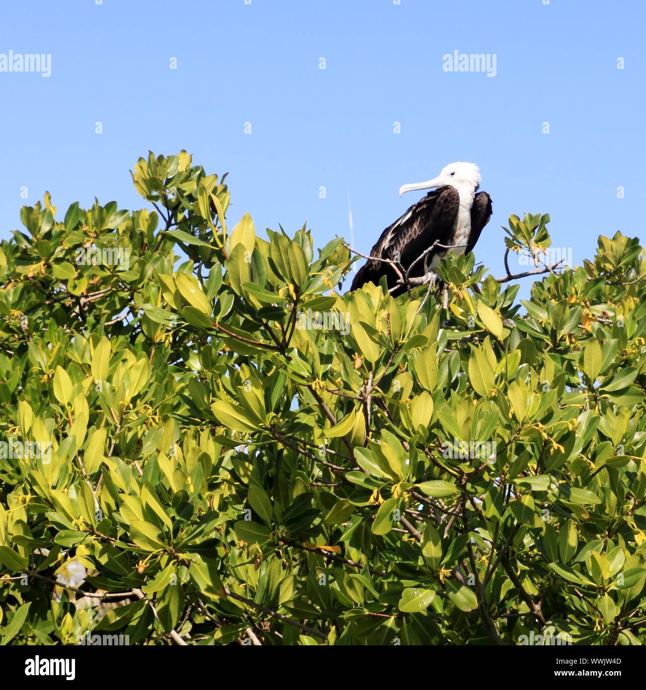 frigate baby bird in Contoy island mangroves Quintana Roo Stock Photo