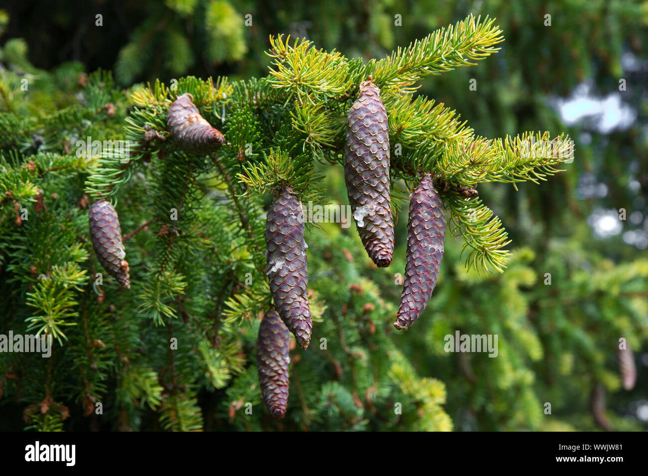 Young fir cones hanging from a tree Stock Photo - Alamy