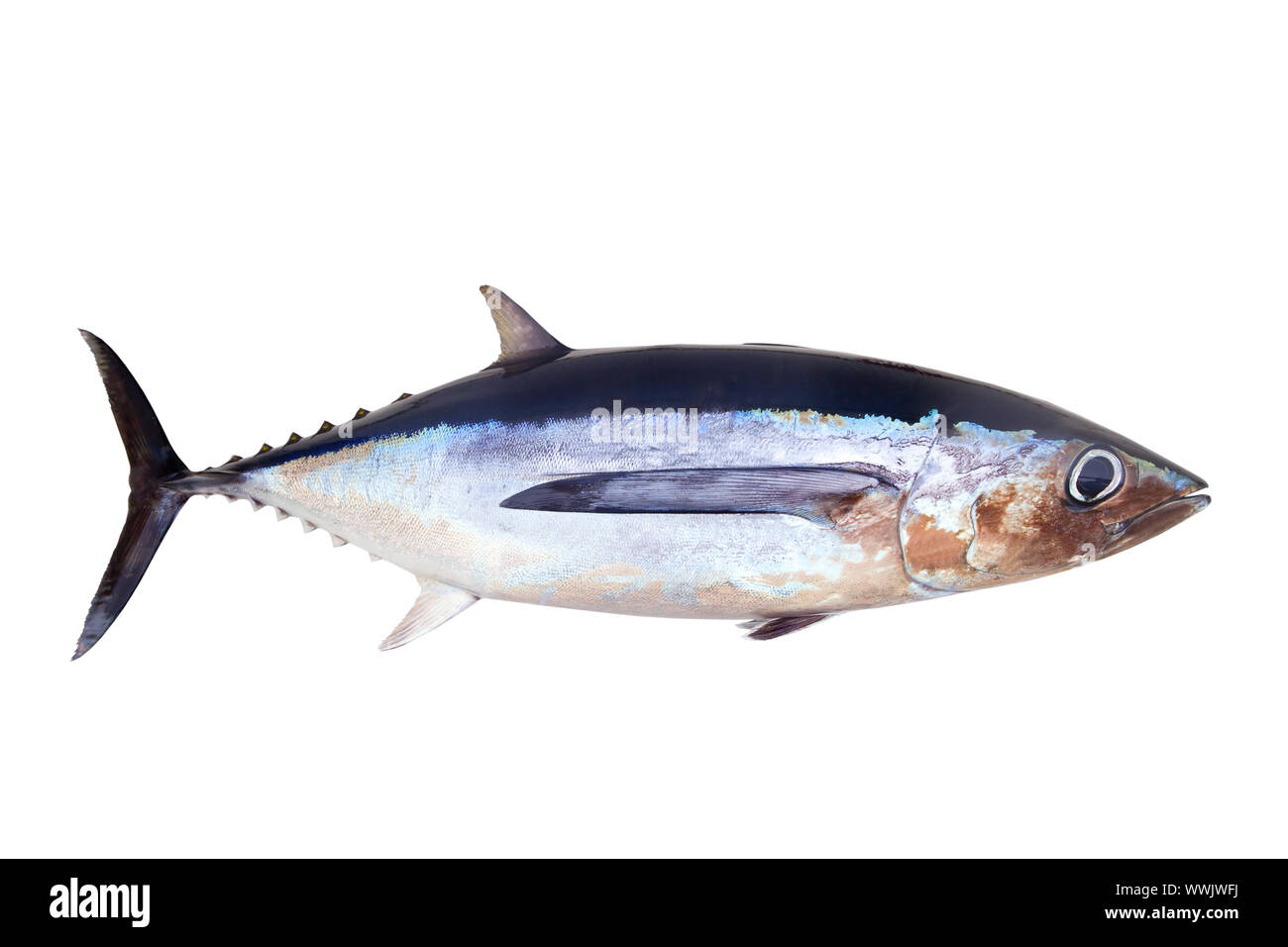 Albacore tuna fish Thunnus Alalunga isolated on white Stock Photo