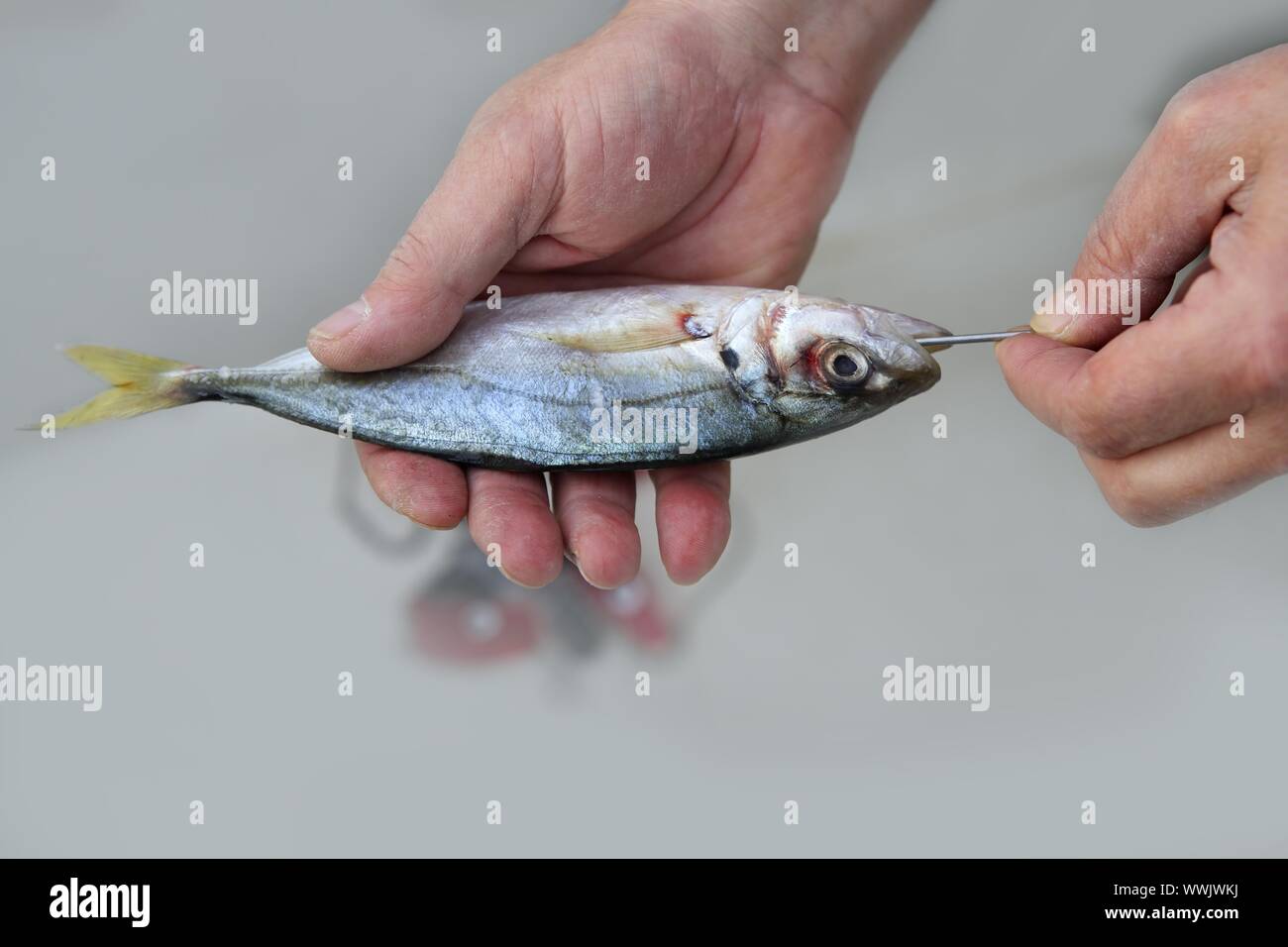 goggle eye mackerel live bait fish hook tackle on fisherman hands Stock