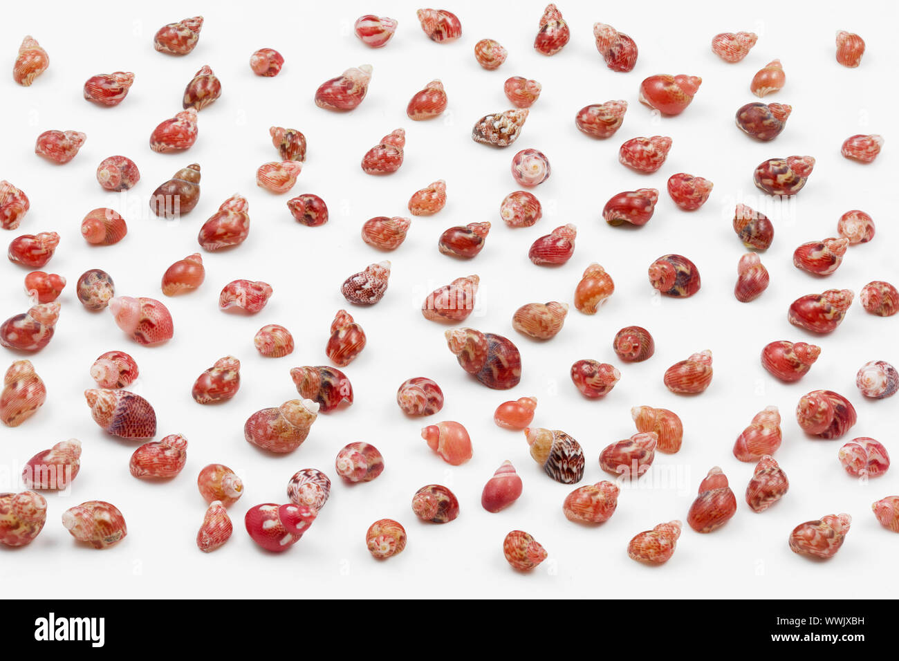 Tiny sea snails on a white background Stock Photo