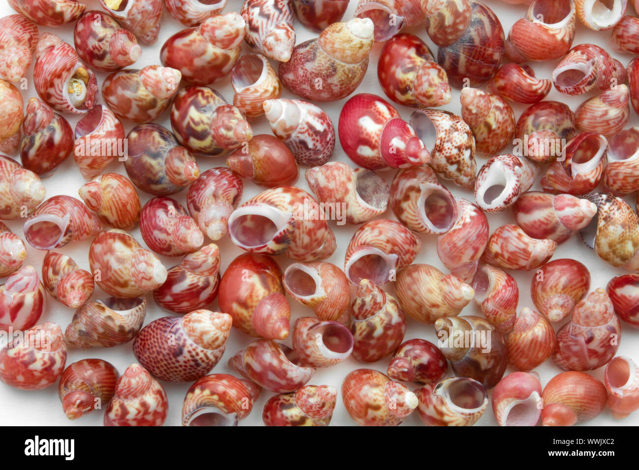 Tiny sea snails on a white background Stock Photo