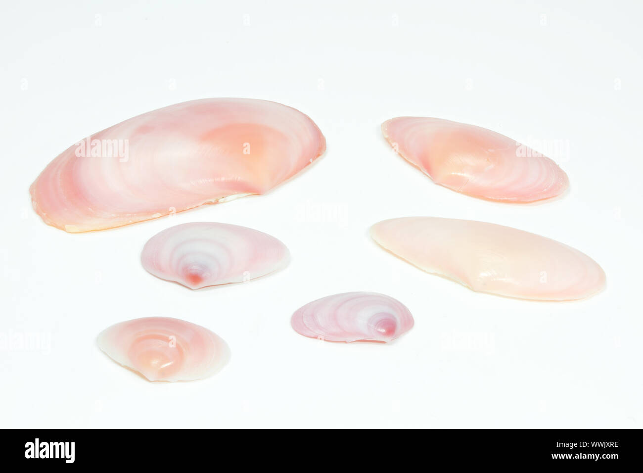 Mussels on white background Stock Photo
