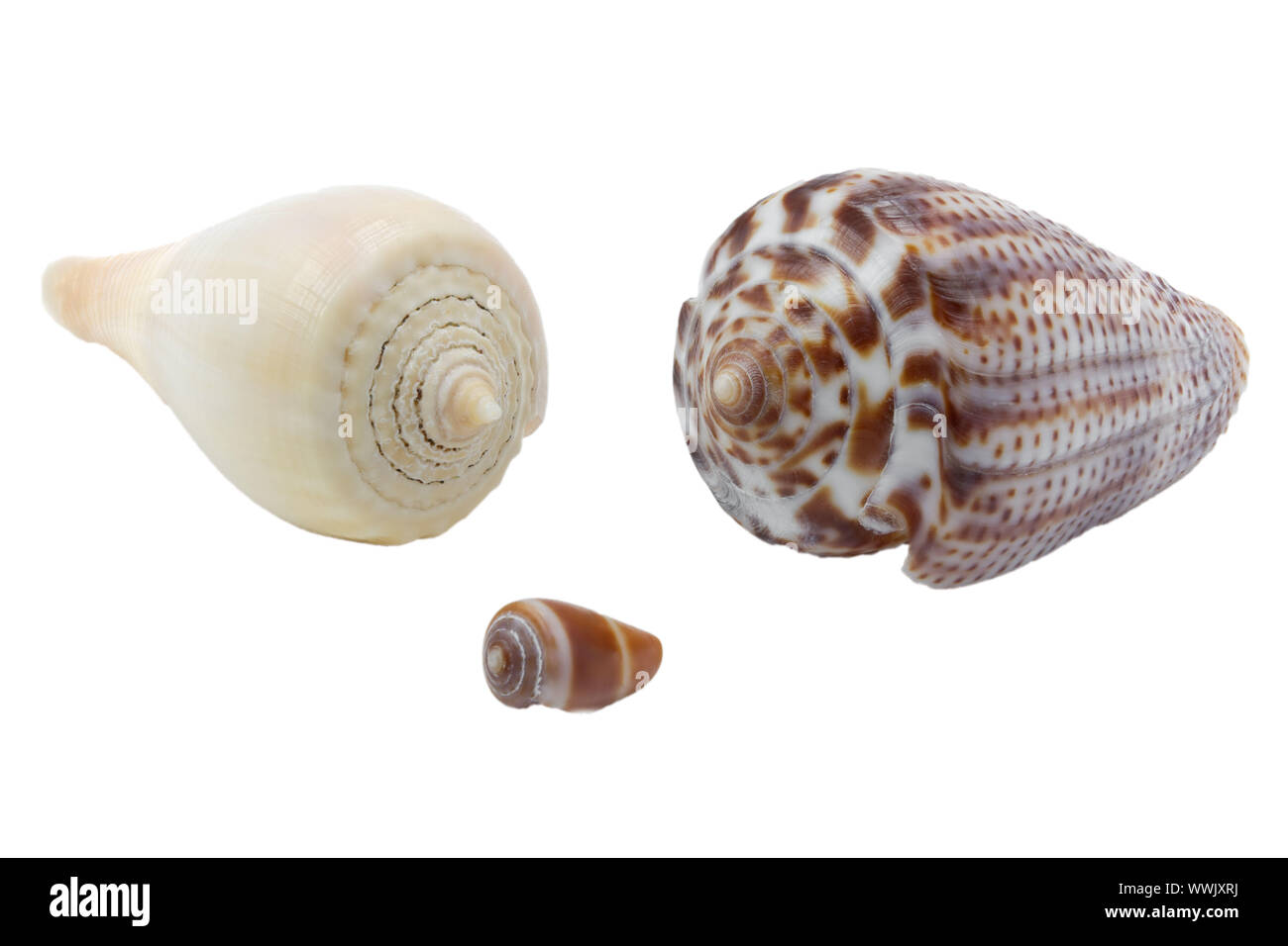 Sea snails on white background Stock Photo
