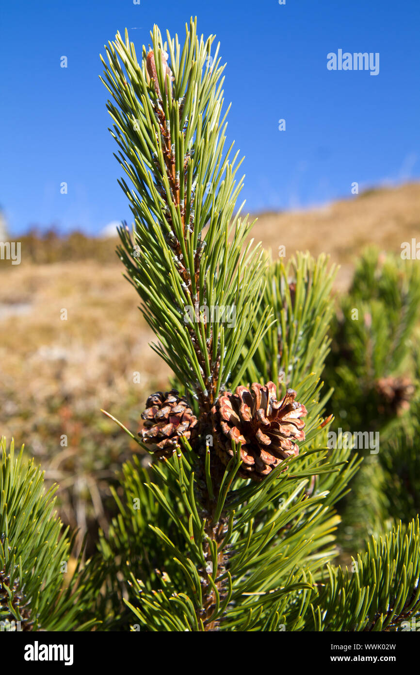 Mountain pine, mountain pine (Pinus mugo) Stock Photo