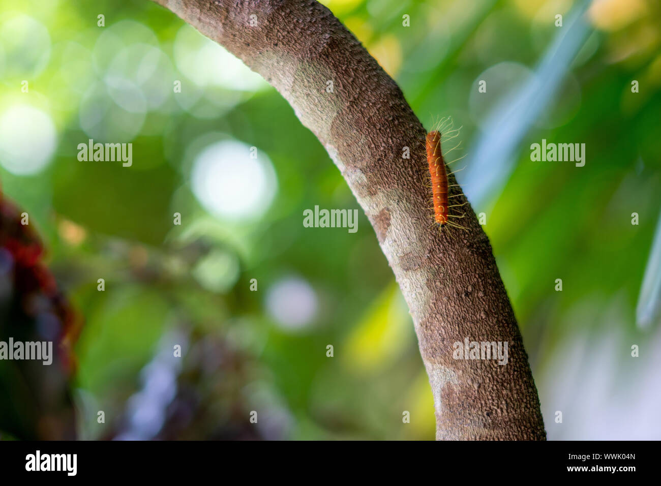 Orange worm hires stock photography and images Alamy