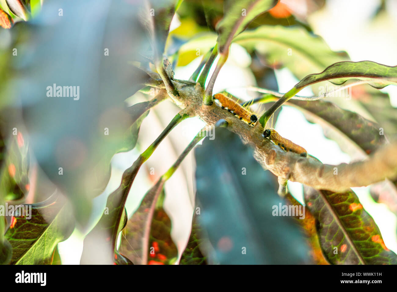 Orange worm with long hair walk on tree Stock Photo