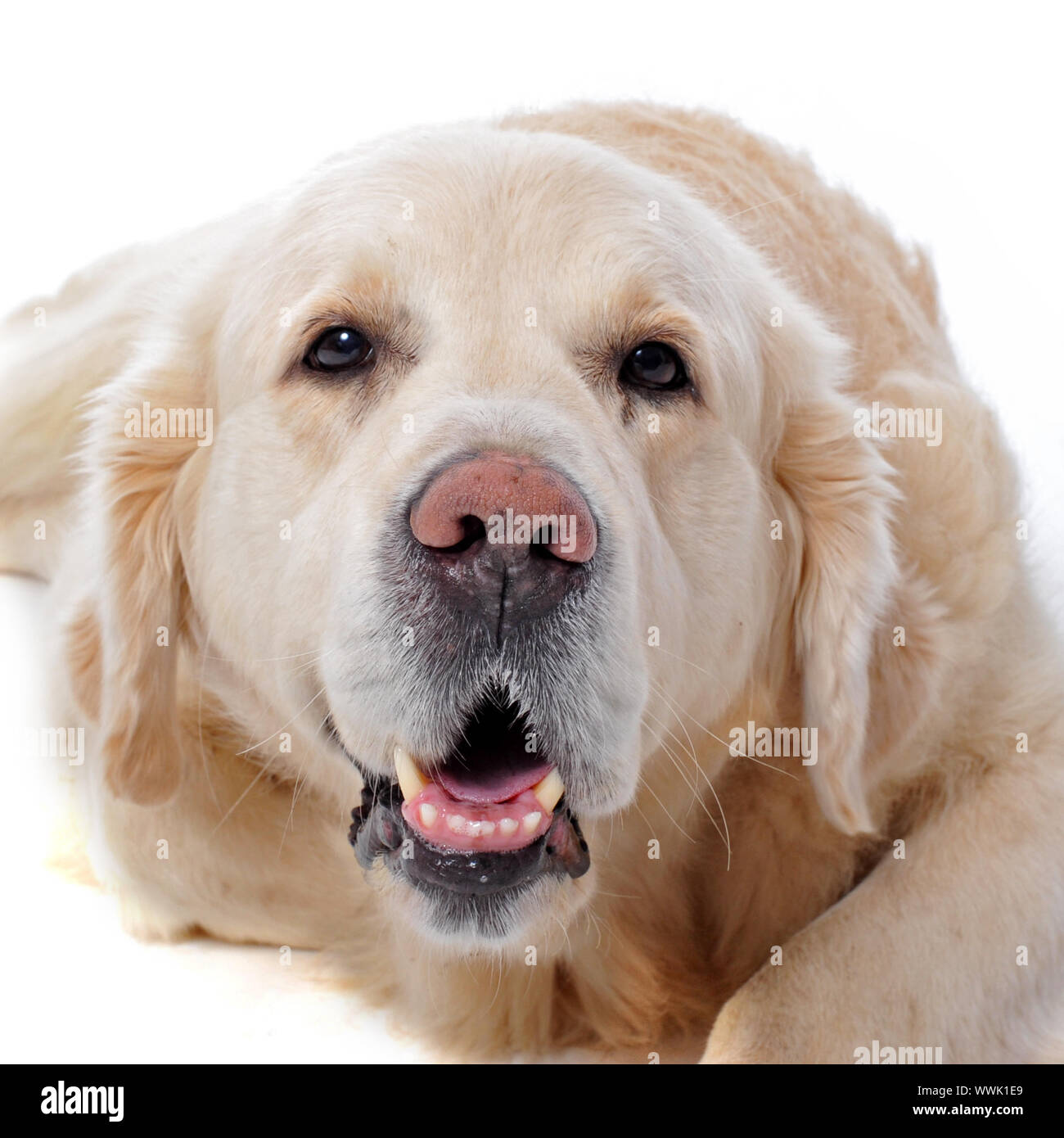 purebred golden retriever in front of a white background Stock Photo ...
