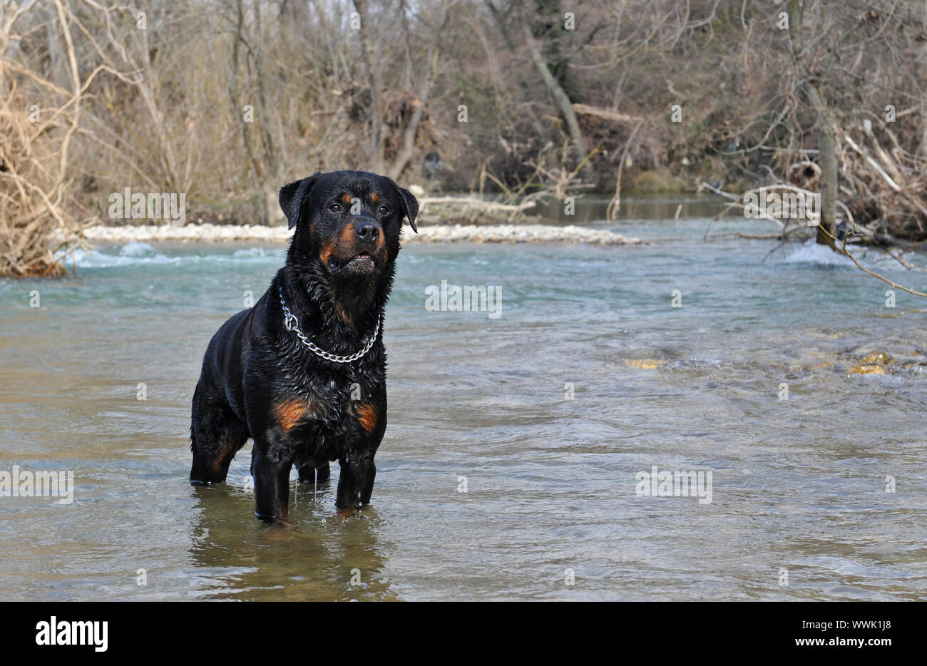 Rottweiler in a river hi-res stock photography and images - Alamy