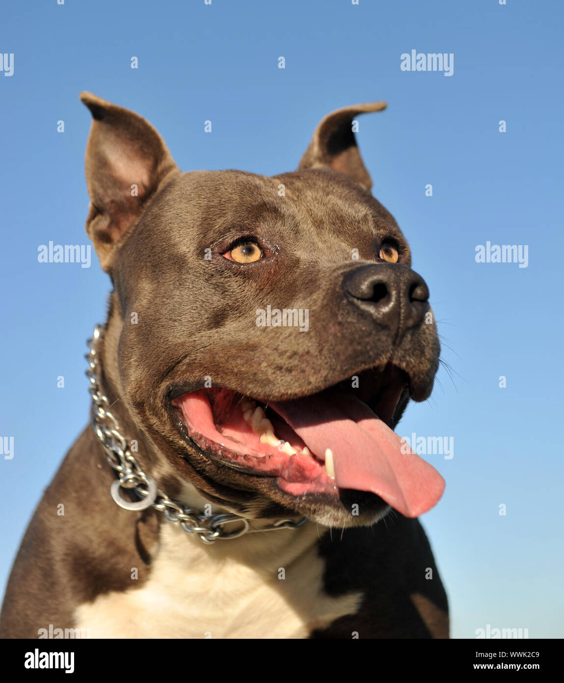 American staffordshire terrier blue eyes sale