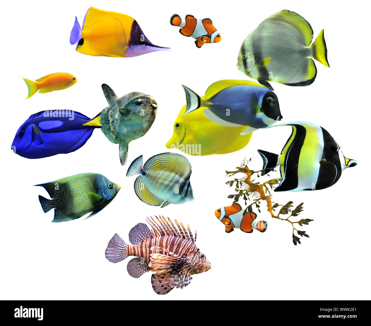 group of fishes on a white background Stock Photo Alamy