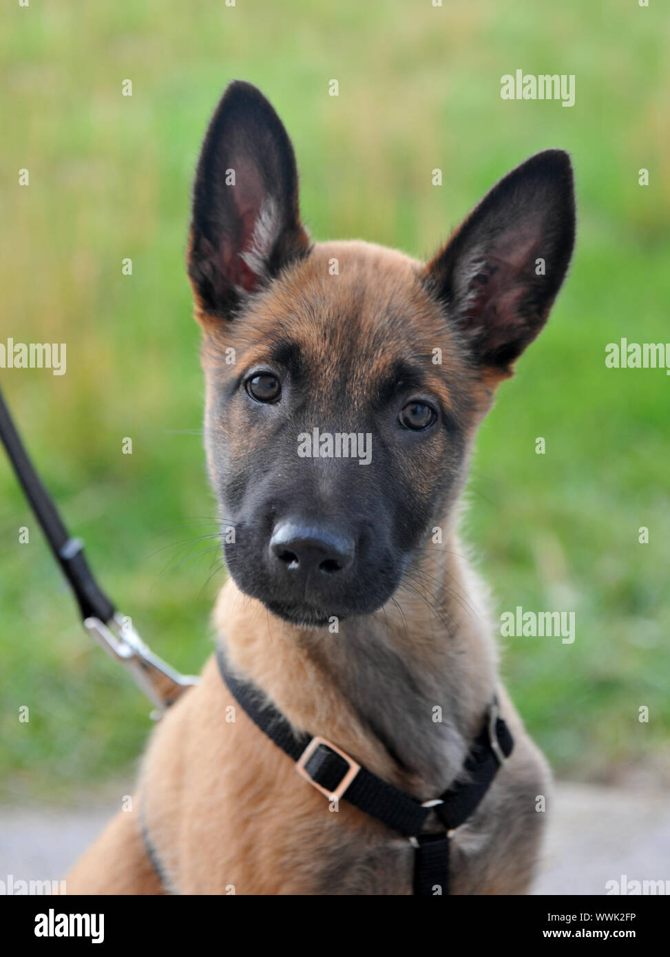 portrait of a young puppy purebred belgian shepherd malinois with harness  Stock Photo - Alamy